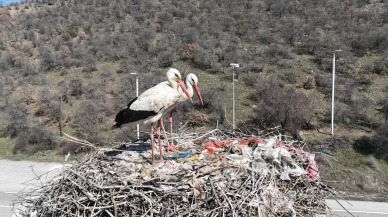 Baharın müjdecisi leylekler, uzun göç yolculuğunun ardından Kızılcahamam'da