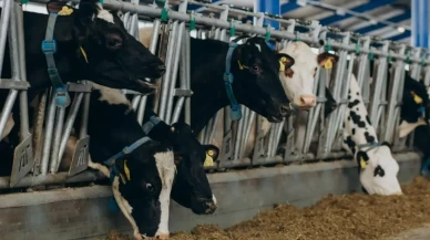 Mide bulandıran görüntüler: Hayvanları kilo alsın diye dışkı içinde tutuluyor iddiası