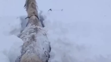 Kars'ta kar felaketi! Bir at karın içinde saplandı