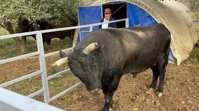 Besiciye boğa saldırısı! Boynuz darbeleriyle ağır yaralandı