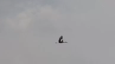 Sivas'ta leylekler baharı müjdeliyor: Göydün Köyü'ne dönüş başladı!