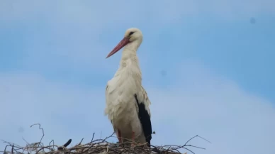 Kuşadası’na 40 yıl sonra leylekler geldi