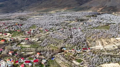 Malatya beyaza büründü: 2 milyon kayısı ağacı aynı anda çiçek açtı!