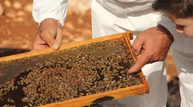 Bal Tebliği’ne 'Temel Petek' ayarı!
