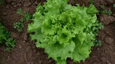 Tarsus’taki 'marul' videosu kurgu çıktı