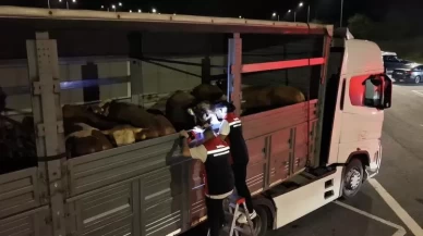 Kurban Bayramı hazırlıkları sürüyor! İstanbul'da sevk noktalarında yoğun mesai