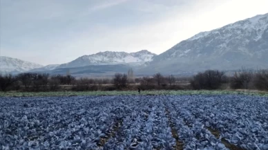 Mikroklima Nedir?