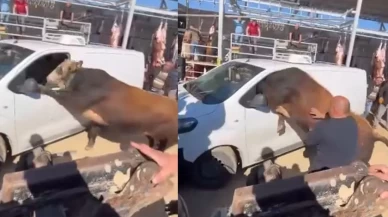 Ankara’da kurbanlık boğa ortalığı karıştırdı!