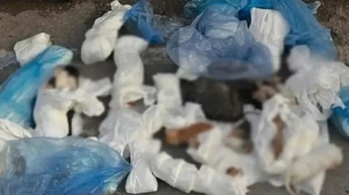 33 kedinin ölü bulunduğu vahşette flaş gelişme!