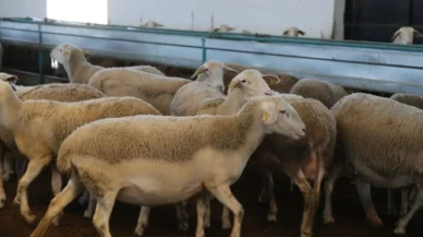 Iğdır'da arı saldırısı sonrası acı bilanço