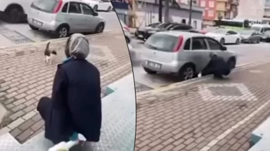 Kocaeli'de vicdanları sızlatan görüntü: Market çalışanı kediye yağ çözücü sıktı!