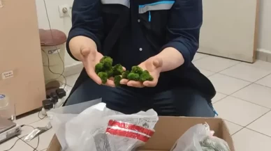 Otobüs içinde binlerce canlı alg ele geçirildi