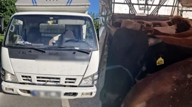 İstanbul’da kaçak kurbanlık operasyonu: 126 hayvana el konuldu