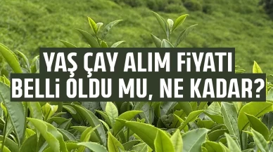 2026 Yaş çay alım fiyatı belli oldu mu, ne kadar?