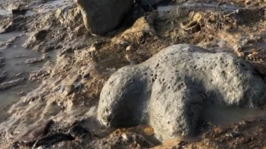 Tayland'da yeni bir dinozor türüne ait kalıntılar bulundu