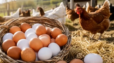 Türkiye yumurta ihracatında rekor artış
