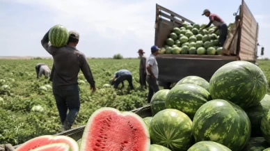 Karpuzda hasat hızlandı, fiyatlar geriledi