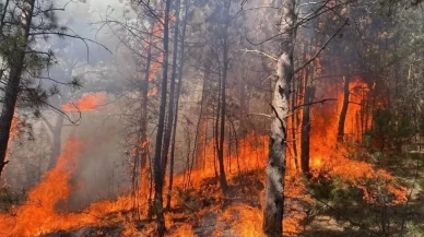 Adana'da orman yangını! Ekiplerin çabası sonuç verdi, alevler kontrol altına alındı