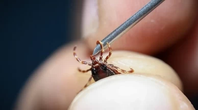Kene Isırığı durumunda ne yapılmalı? Kene nasıl çıkarılır?