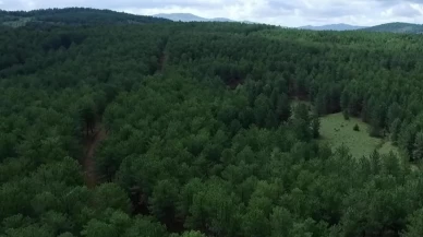 Kahramanmaraş’ta ormanlara giriş yasağı başladı