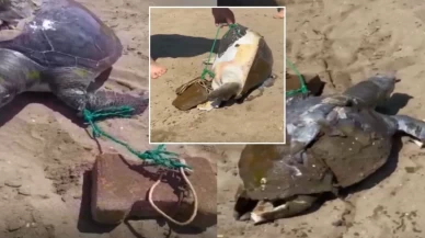 Yüzgecine taş bağlanan deniz kaplumbağası ölü bulundu