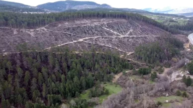 Yangın kül etmişti! İşte Bolu'daki ormanın son hali
