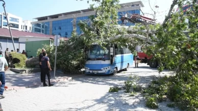 Halk otobüsünün üzerine çınar ağacı devrildi!