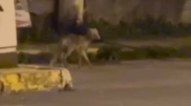 Ardahan şehir merkezinde gece gezintisi: Tilki kameraya yansıdı