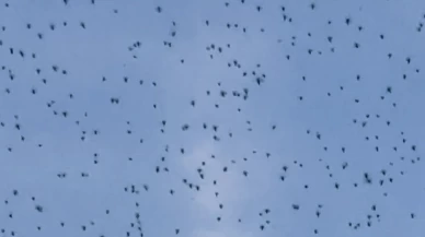 Elazığ’da şok eden anlar! Bir anda ortaya çıktı, gökyüzünü kapladı