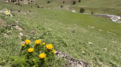 Sarı Dağ Gülü Alucra yaylalarında yeniden çiçek açtı!