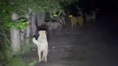 Sokak köpekleri ve ayılar kavga etti! O anlar kameralara yansıdı