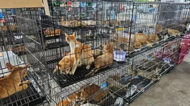 Yüzlerce kedi kesilmek üzereyken kurtarıldı