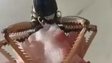 Dev çekirge et ziyafeti çekti