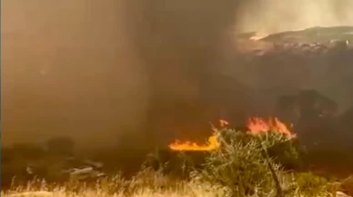 Muğla Kavaklıdere'de kızılçam ormanında yangın çıktı!