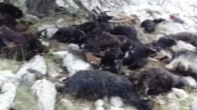 Yıldırımın isabet ettiği sürüde 50 hayvan telef oldu