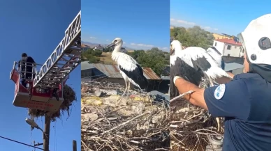 Yavru leyleğin imdadına ekipler yetişti