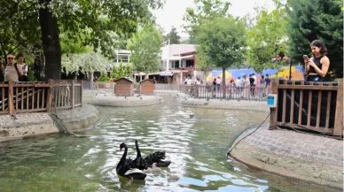 Kuğulu Park’ın yeni yavruları ilgi odağı oldu
