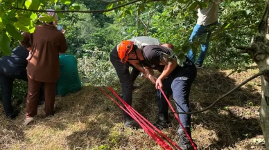 Uçuruma yuvarlanan inek için ekipler seferber oldu