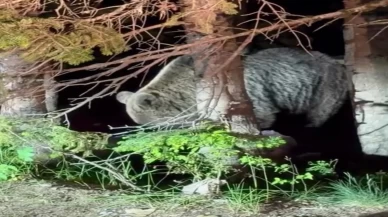 Uludağ'da yiyecek arayan dev ayı paniği! Vatandaşlara uyarı yapıldı