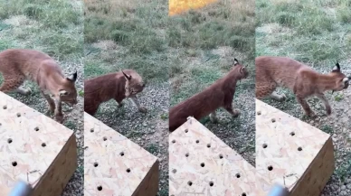 Lüks aracın bagajından vaşak ve serval çıktı