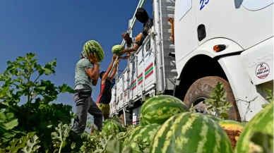 Diyarbakır’ın bal tadındaki karpuzları Türkiye yollarında