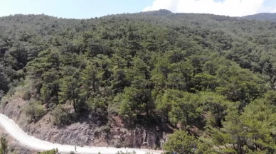 Erzurum'da ormanlara giriş yasağı!
