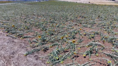 Tekirdağ'da dolu felaketi: 35 bin dekarlık tarım arazisi zarar gördü!