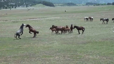 Yılkı atlarıyla ilgili yankı uyandıran iddia!
