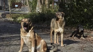 Muğla'da sahipsiz hayvan sorununda büyük başarı