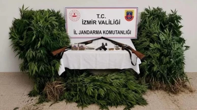 Ödemiş’te ormandaki kenevirlere jandarma baskını