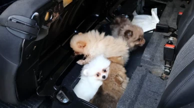 Gizli bölmeye saklanan 5 yavru köpek kurtarıldı
