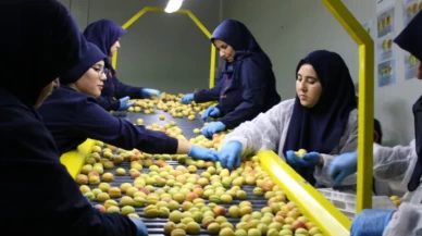 Malatya’da yaş kayısı hasadı başladı: 6 günde 200 ton ihraç edildi