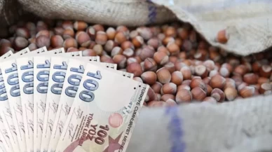 Türkiye fındık ihracatında dünya lideri! Düzce'den rekor ihracat