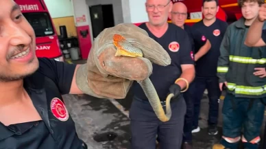 Yalova'da feribot yolculuğunda korkutan anlar: Otomobilinden yılan çıktı